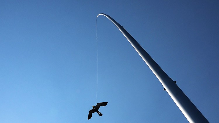 Aluminium paal + Black Hawk Kite, 13,5m