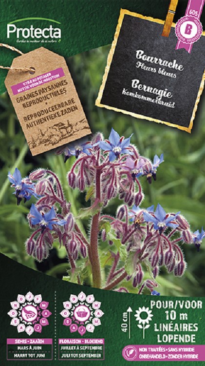 Bernagie (Komkommerkruid)