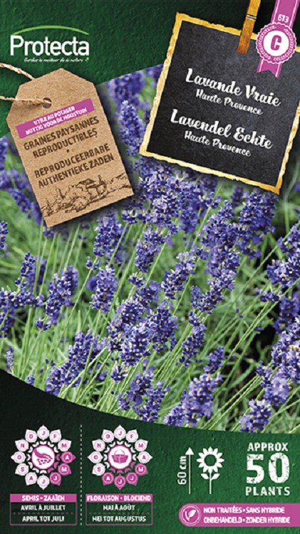 Lavendel Echte