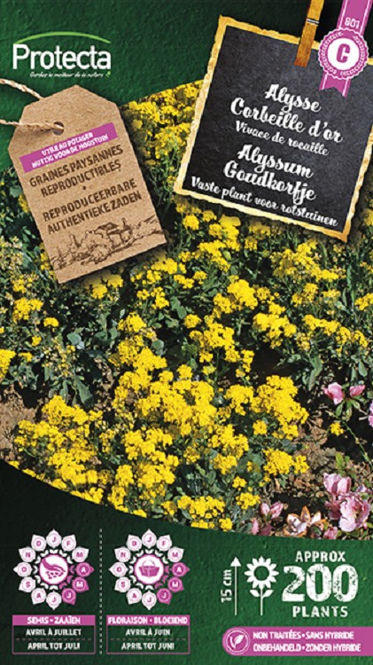 Alyssum Goudkorfje