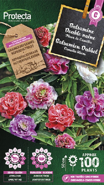 Balsamien Camelia dubbel