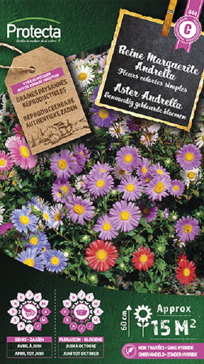 Aster Andrella gemengd