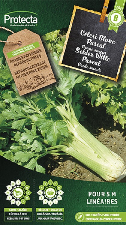 Bleekselder  "Witte Pascal"