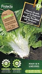 Andijvie Breedblad van Bordeaux