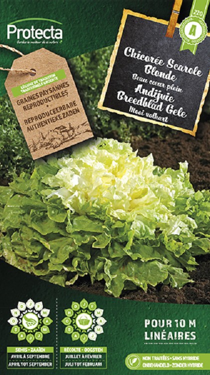 Andijvie Breedblad Gele Volhart 