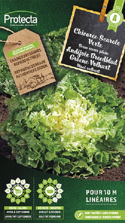 Andijvie Breedblad Groene Volhart